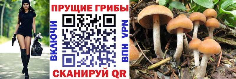 продажа наркотиков  Мончегорск  Псилоцибиновые грибы прущие грибы 