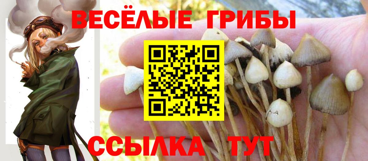Галлюциногенные грибы Psilocybine cubensis  Вход с VPN  Мончегорск 
